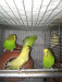 দুই জোড়া বাজরিগার পাখি |2 adult pairs of budgerigar